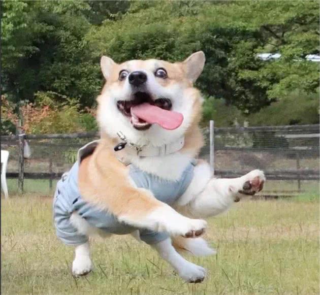 关于柯基犬的10条小秘密，知道五个以上的就是“老司基”了
