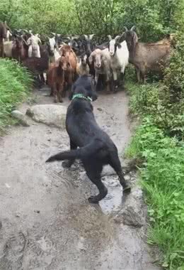 黑狗面对一群羊儿，大声吼叫堵路，羊群：这货是什么鬼