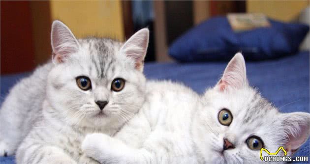 辟谣！猫狗不能吃盐？其实吃多了吃少了都会出问题