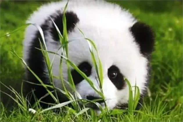 熊猫语言大揭秘：原来滚滚会这么多种“语言”