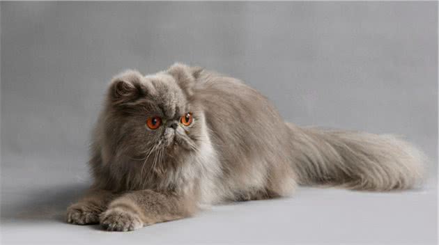 波斯猫的6大缺点，如果接受不了，劝你最好别养