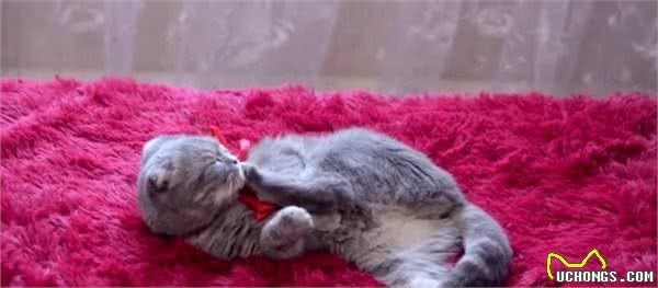 波斯猫的6大缺点，如果接受不了，劝你最好别养