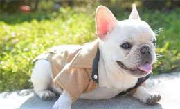 法斗犬拉稀便血问题严重吗？