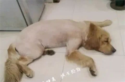 狗狗身上有异味怎么办？