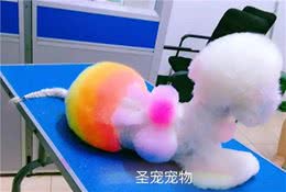 给狗狗染色需要注意哪些问题?
