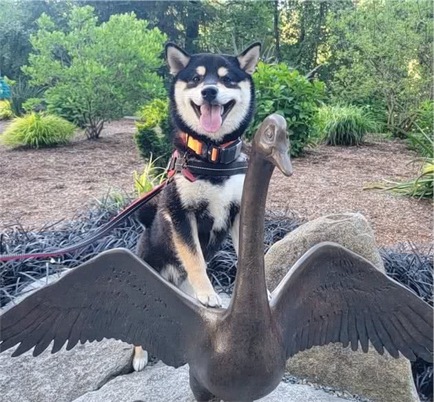 柴犬怎样养才能健康的胖起来？