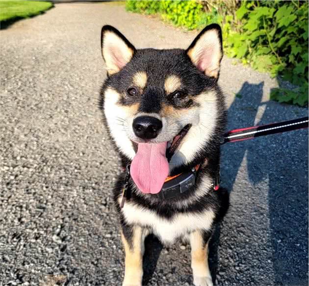 柴犬怎样养才能健康的胖起来？