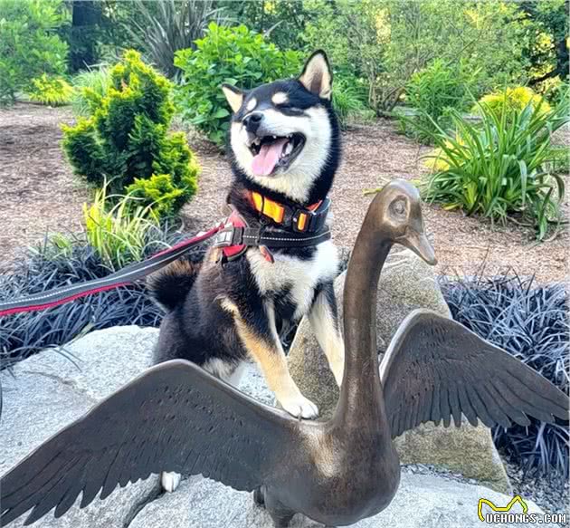 柴犬怎样养才能健康的胖起来？