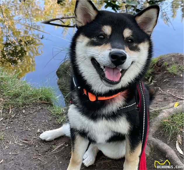 柴犬怎样养才能健康的胖起来？