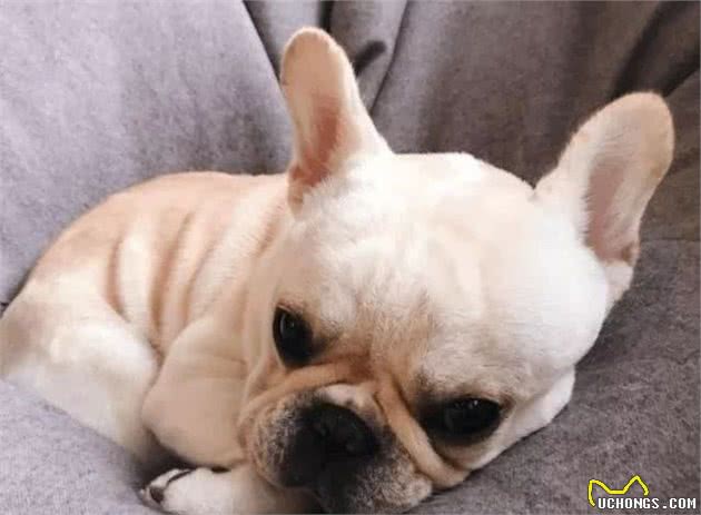 法国斗牛犬很容易掉毛，日常喂养要注意这几点