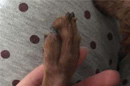泰迪犬频繁地“舔爪子”，可能是因为这七点，宠主别忽略了