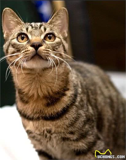 每天吸一种猫：狸花猫，中国最古老的品种