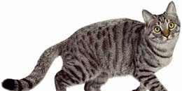 每天吸一种猫：狸花猫，中国最古老的品种