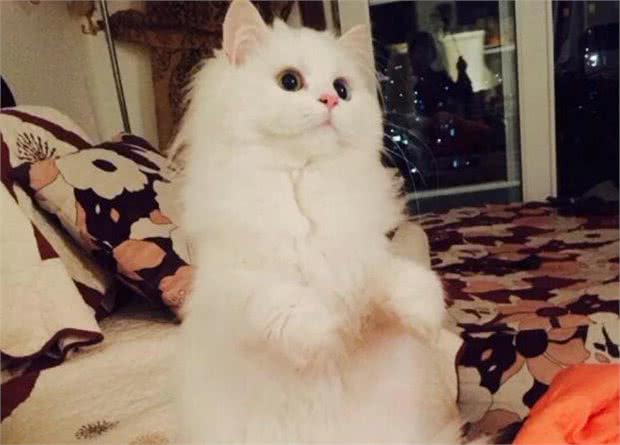 高贵的猫咪品种“波斯猫”，对于它你了解多少？