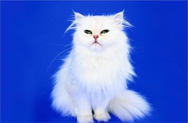 高贵的猫咪品种“波斯猫”，对于它你了解多少？