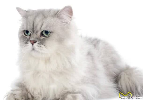 高贵的猫咪品种“波斯猫”，对于它你了解多少？