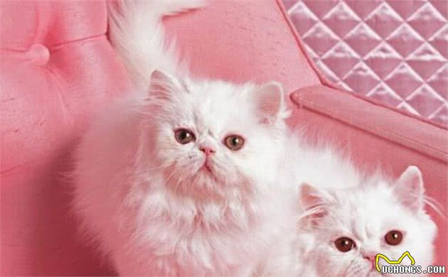 高贵的猫咪品种“波斯猫”，对于它你了解多少？