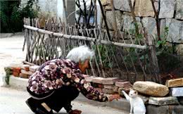 盘点中国5大“土猫”，你都认识吗？