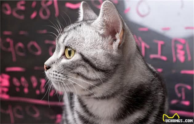 这几个部位，美国短毛猫最“渴望”别摸，越摸越爱你