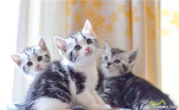 这几个部位，美国短毛猫最“渴望”别摸，越摸越爱你