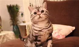 这几个部位，美国短毛猫最“渴望”别摸，越摸越爱你