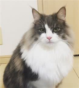 喵星人说，你认识我们家的挪威森林猫吗？