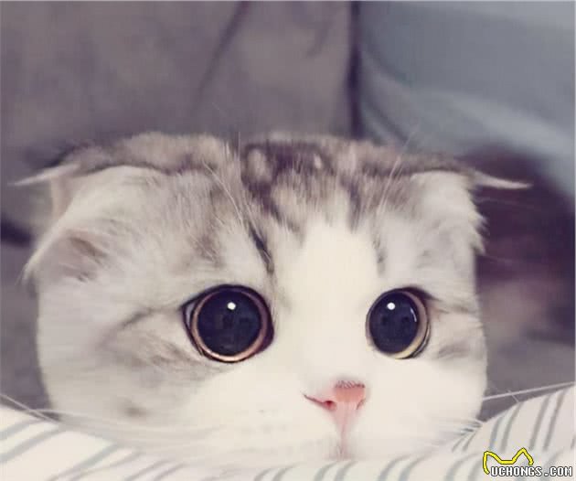 怎么治疗猫狗的耳螨？耳漂与耳妙洗耳液如何选择？