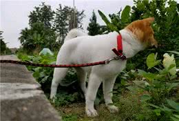 超酷的6种“国产犬”，但是很多人都不认识