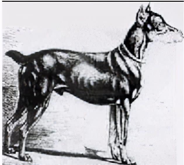 寻根问祖系列（5）：杜宾犬（Dobermann）