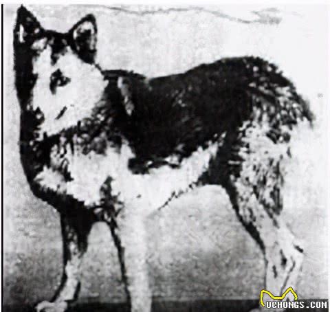 寻根问祖系列（5）：杜宾犬（Dobermann）