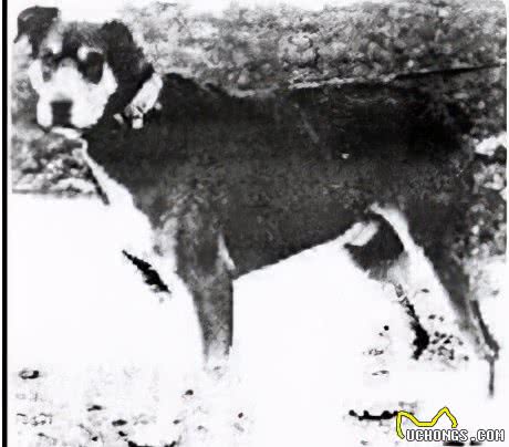寻根问祖系列（5）：杜宾犬（Dobermann）