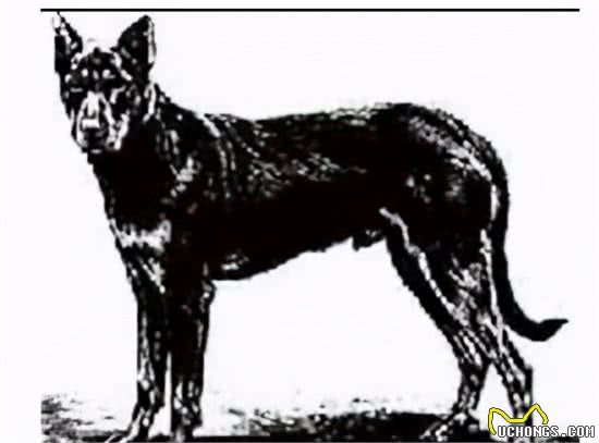 寻根问祖系列（5）：杜宾犬（Dobermann）