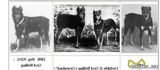 寻根问祖系列（5）：杜宾犬（Dobermann）