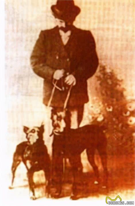 寻根问祖系列（5）：杜宾犬（Dobermann）