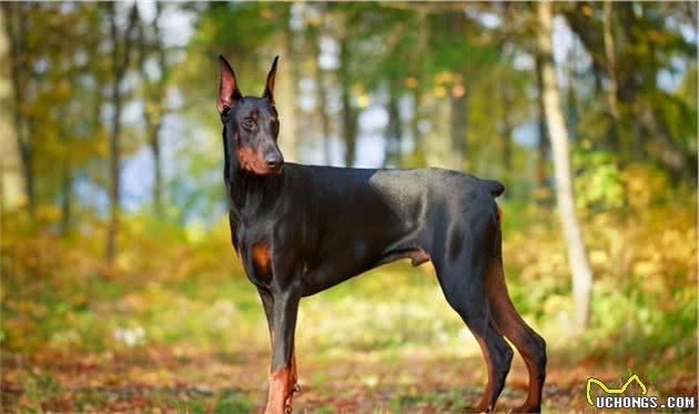 寻根问祖系列（5）：杜宾犬（Dobermann）