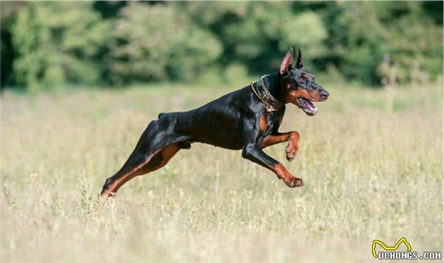 寻根问祖系列（5）：杜宾犬（Dobermann）