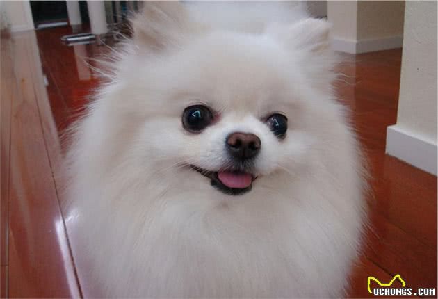 买一只“博美犬”，大概需要多少钱？
