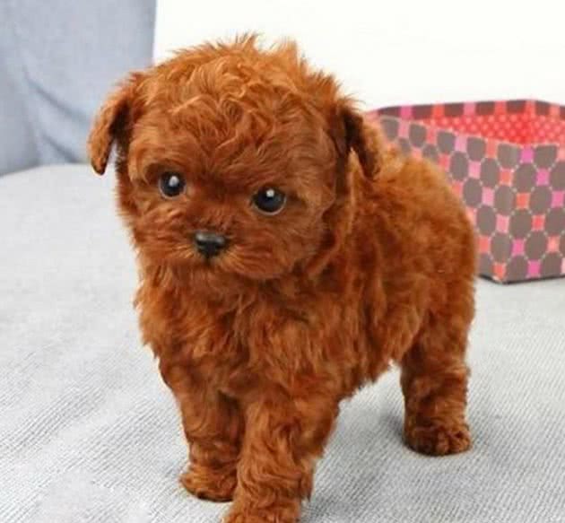 为什么泰迪犬要挑红棕色的？理由有4个