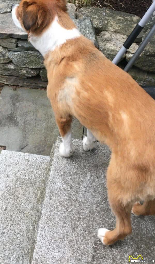 让美容师稍微剪一下！柴犬却变小土狗，丑得主人都想笑