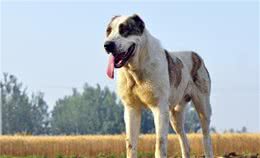 中亚牧羊犬，勇猛无畏的战斗猛犬，用眼神就可威慑外敌