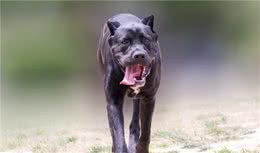 世界上5大为杀戮而生的战斗犬种，第一名秒杀藏獒