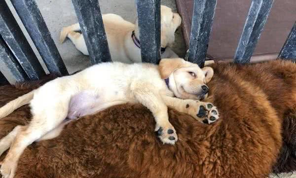 小狗得意躺獒犬身上，獒犬完全不生气，主人：它被小狗的妈妈带大