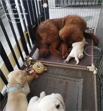 小狗得意躺獒犬身上，獒犬完全不生气，主人：它被小狗的妈妈带大