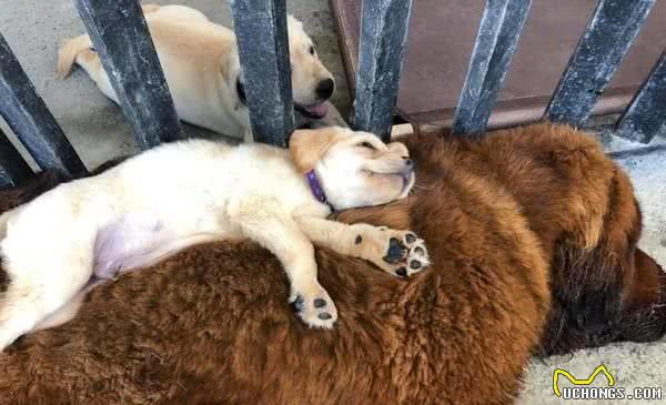 小狗得意躺獒犬身上，獒犬完全不生气，主人：它被小狗的妈妈带大