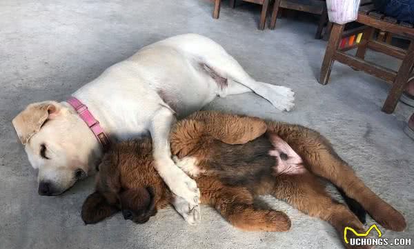 小狗得意躺獒犬身上，獒犬完全不生气，主人：它被小狗的妈妈带大