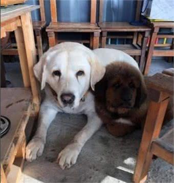 小狗得意躺獒犬身上，獒犬完全不生气，主人：它被小狗的妈妈带大