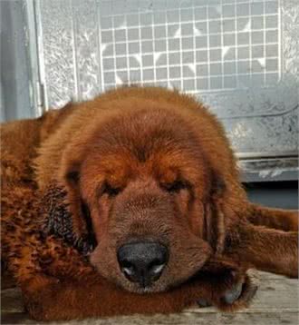 小狗得意躺獒犬身上，獒犬完全不生气，主人：它被小狗的妈妈带大