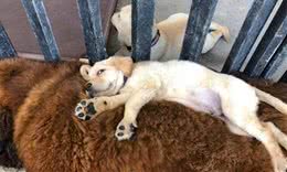 小狗得意躺獒犬身上，獒犬完全不生气，主人：它被小狗的妈妈带大