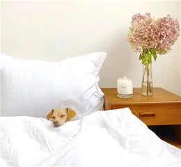 科研发现，三个重要因素会改变狗的个性