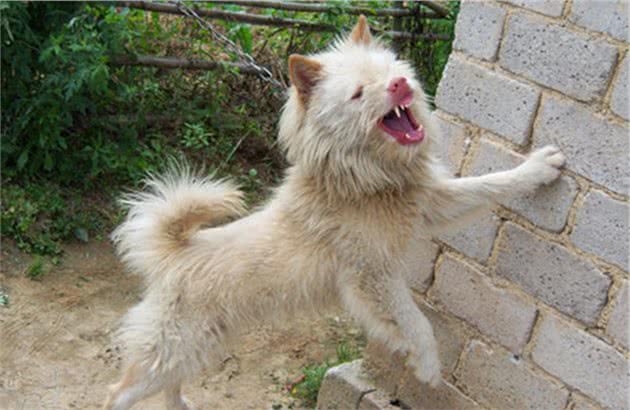 中国四大猛犬，每一类绝对都可独当一面